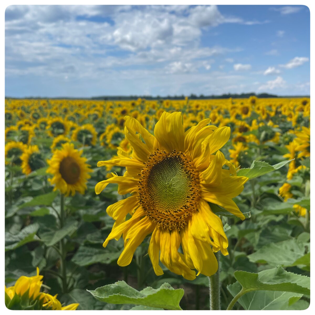 Sonnenblumen in Brandenburg