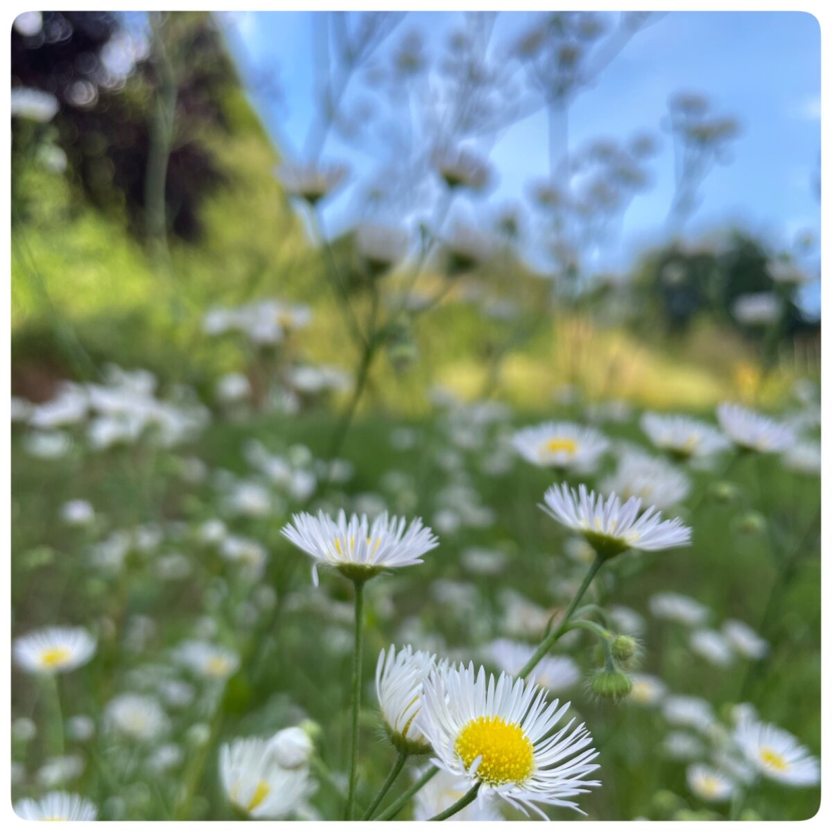 sommerlichter mit margeriten