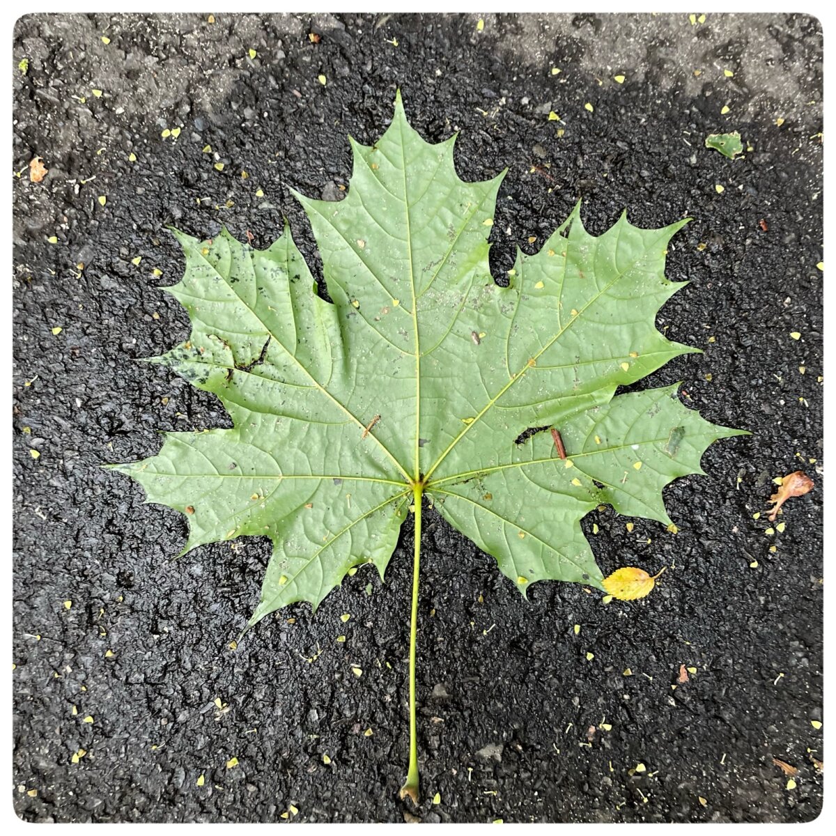 Kastanienblatt im Herbst