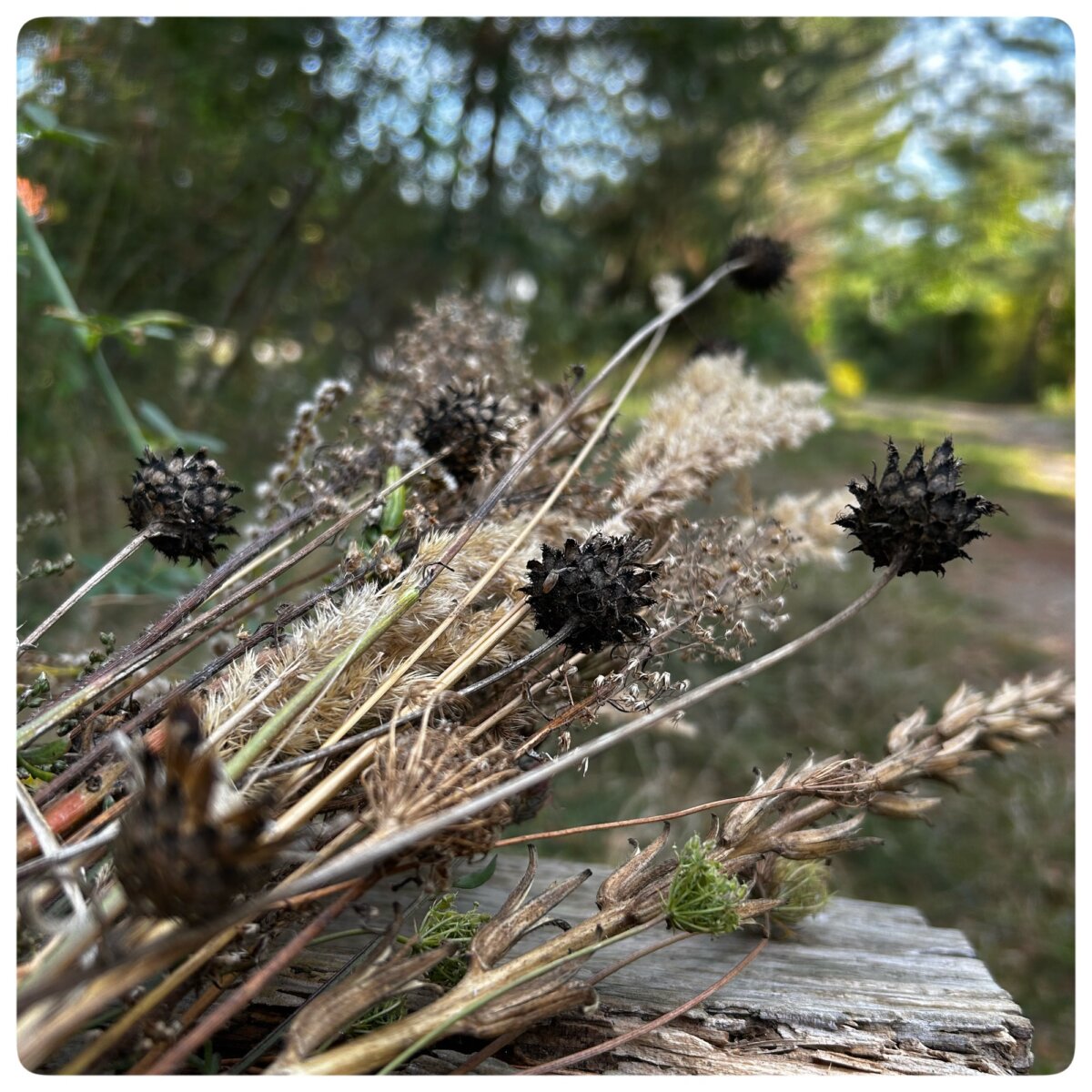 Trockenblumen von der Wiese Strausberg