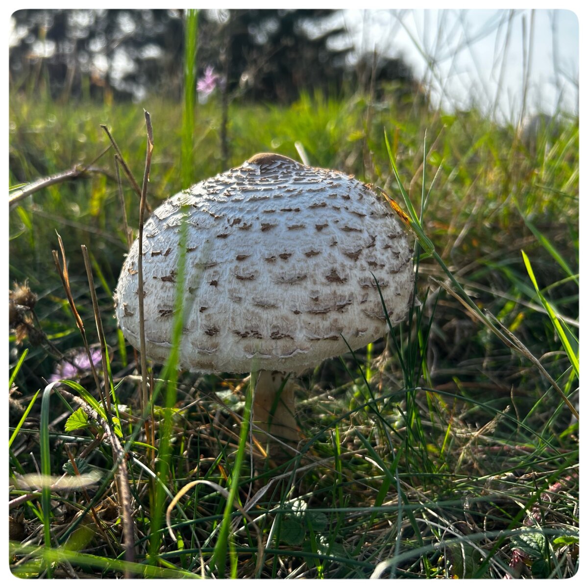 Riesen Schierling im Wald