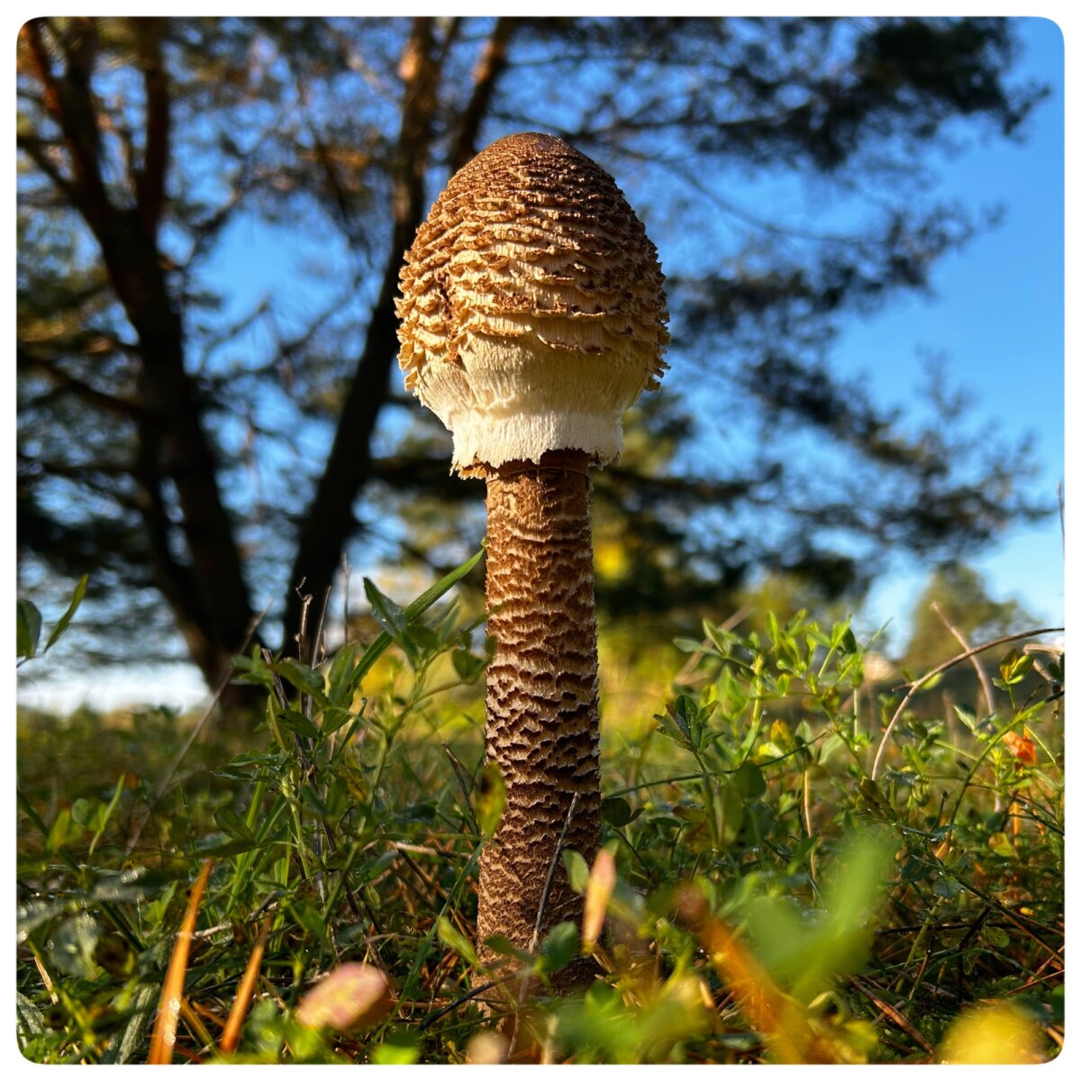 Pilz Fund im Wäldchen