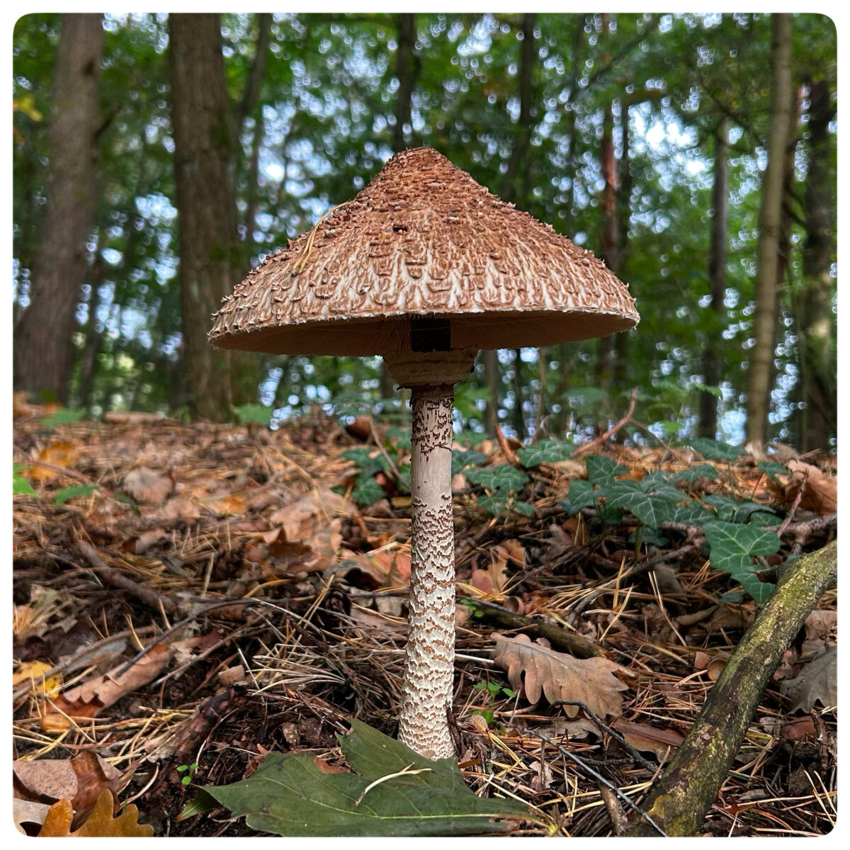 riesen Pilz Fund in Strausberg