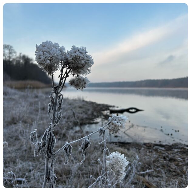 eiskalte Natur am Straussee