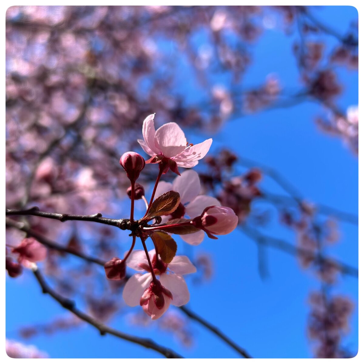 Frühling in Strausberg