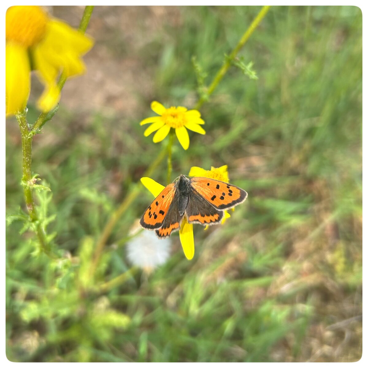 Schmetterling in der Natur