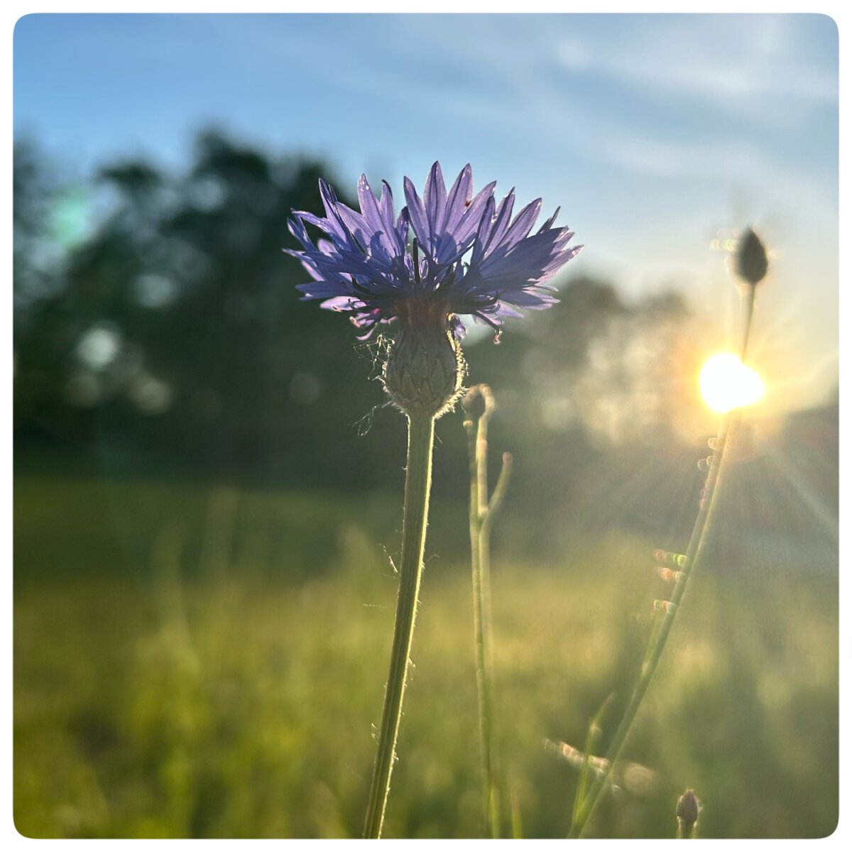 Kornblume im Kulturpark
