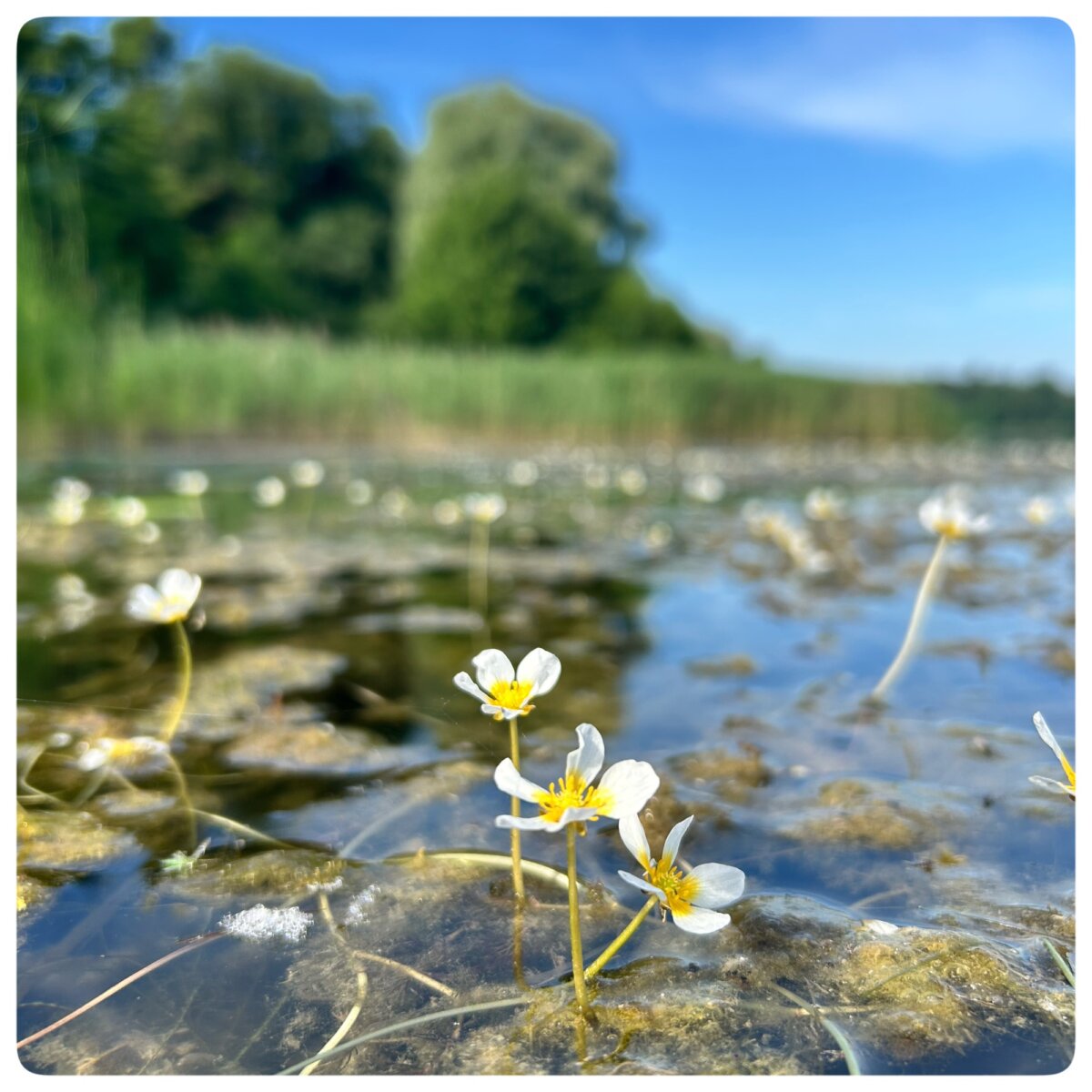 Straussee Blüten