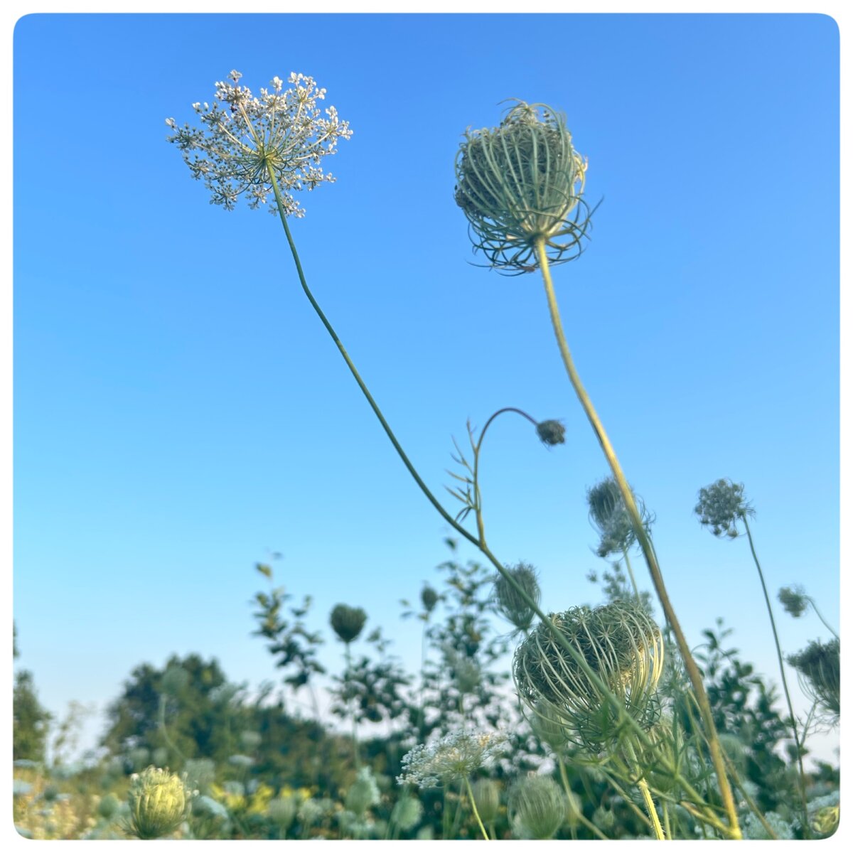 wilde Möhre Pflanzen im Sommer